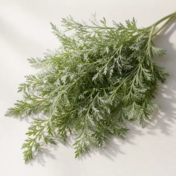 Artemisia capillaris (Mugwort)