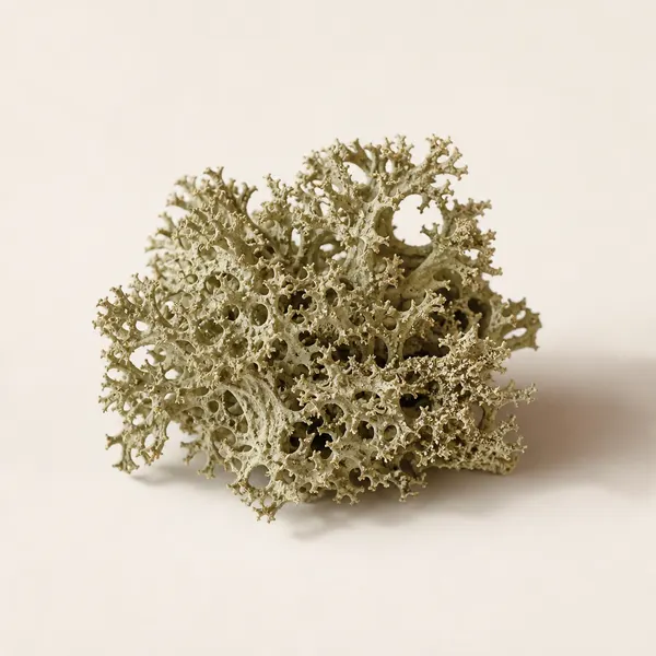 Cetraria Islandica Extract