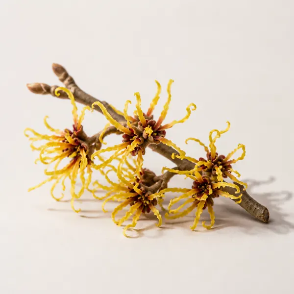 Hamamelis virginiana
