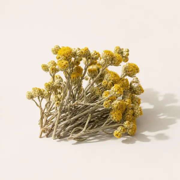 Helichrysum Italicum