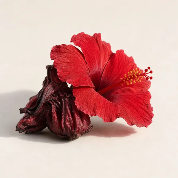 Hibiscus