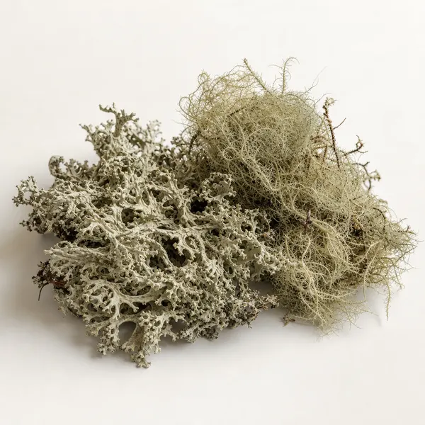 Icelandic Lichens (Cetraria Islandica & Usnea Barbata Extract)