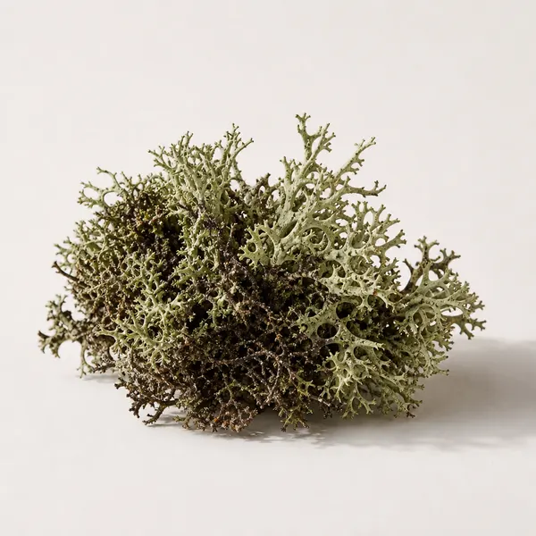 Icelandic Lichens