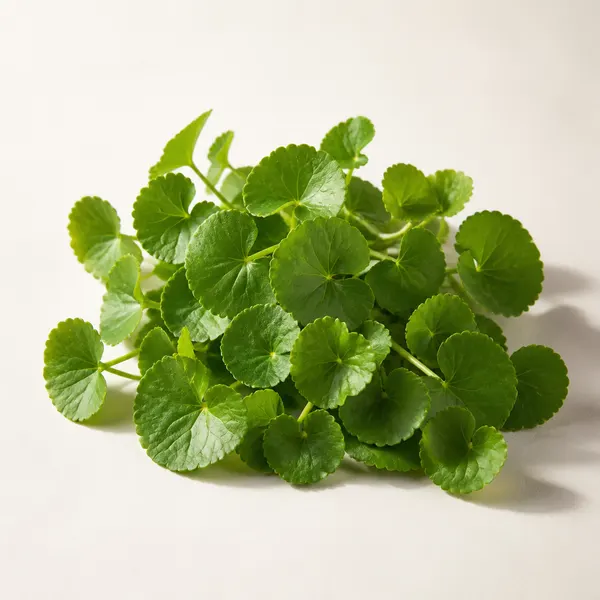 Indian Pennywort