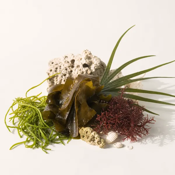 Marine & Botanical Complex