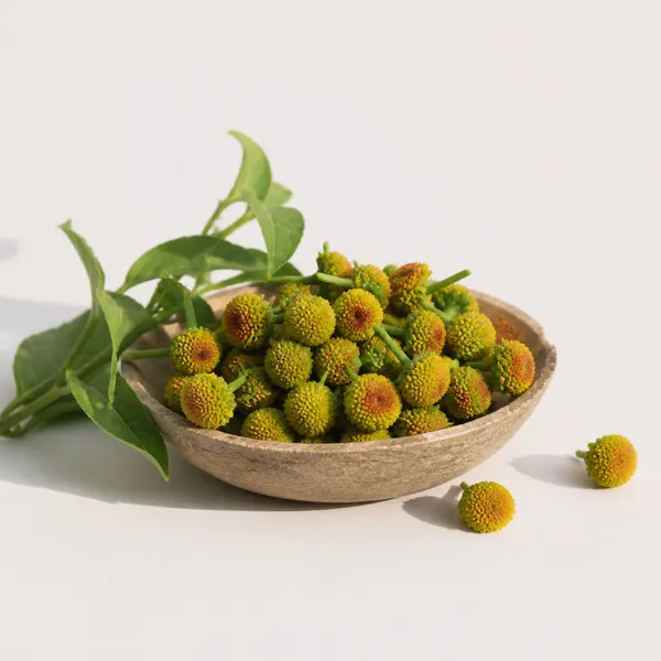 Spilanthes Acmella Flower Extract (Paracress)