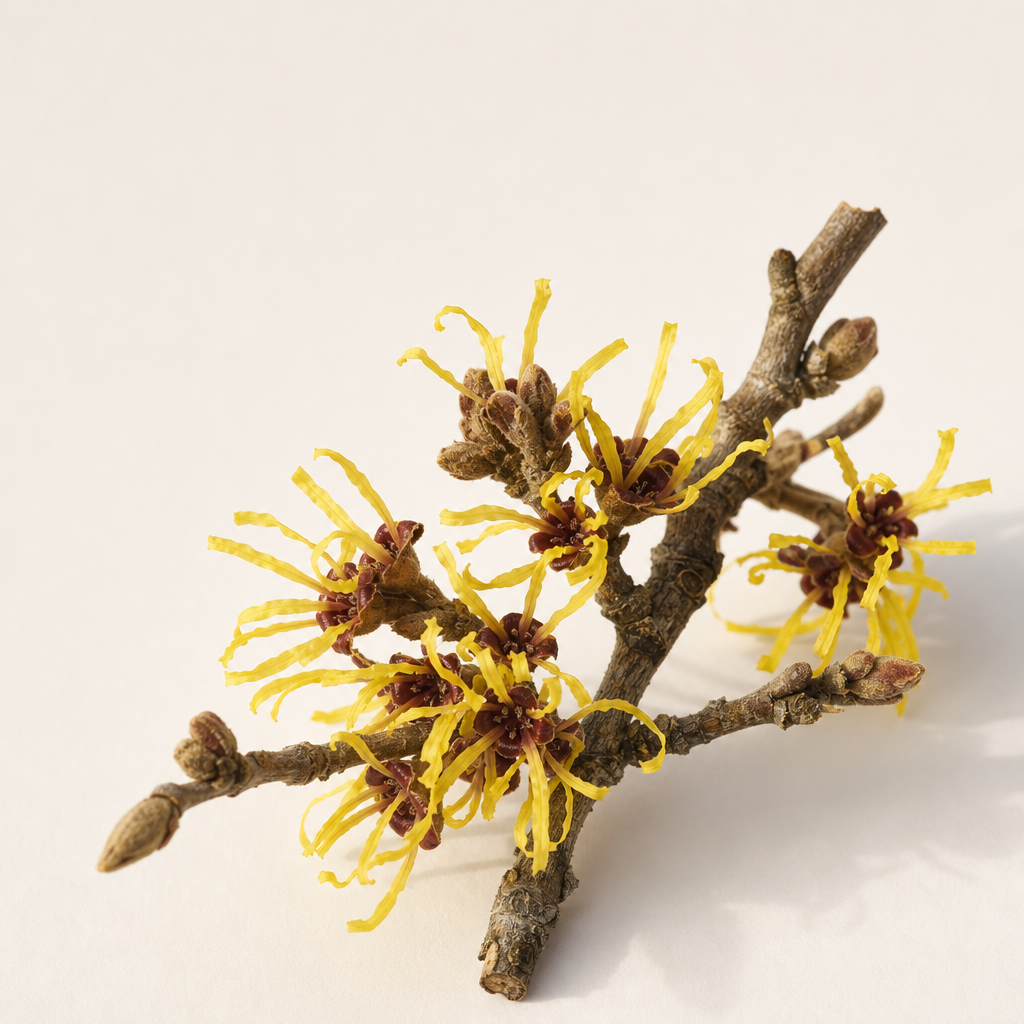 Witch Hazel
